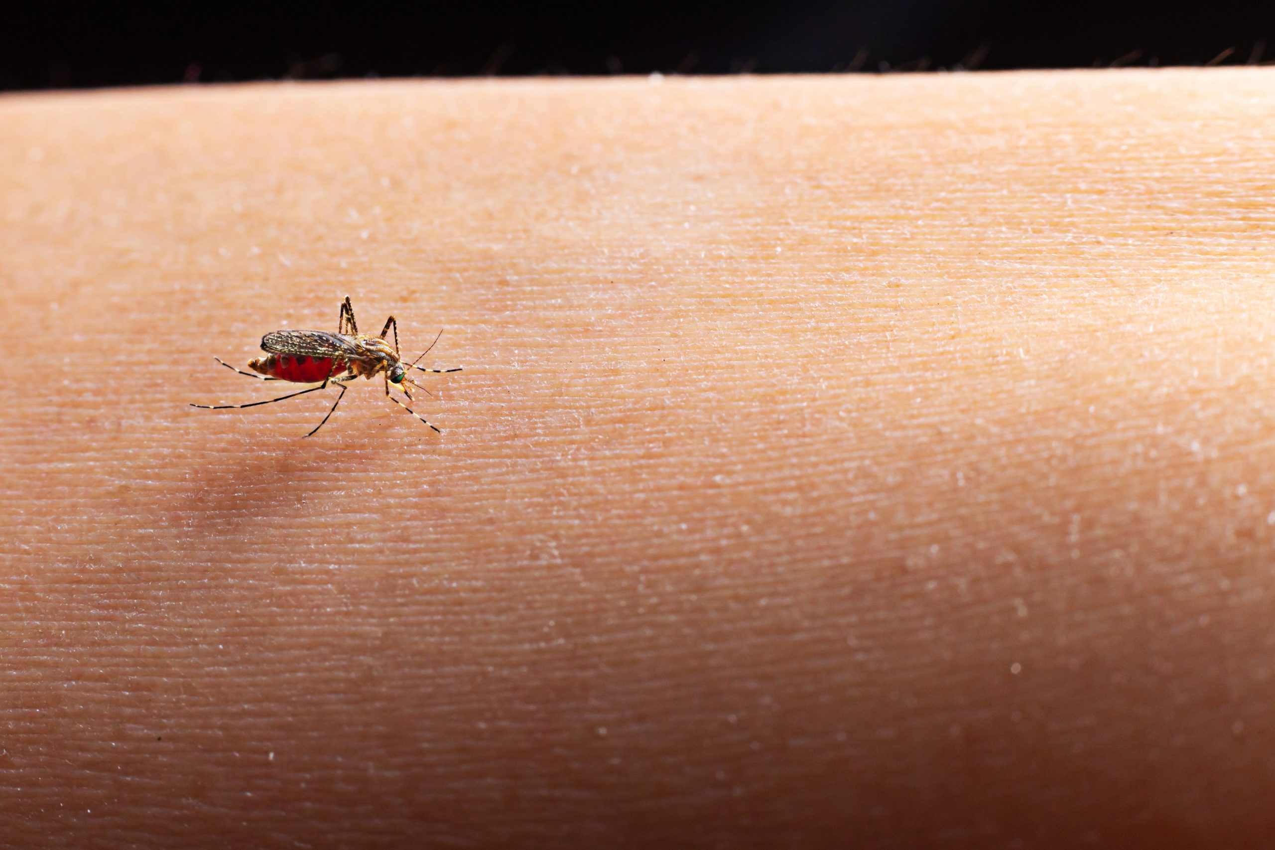 Dengue: sinais e sintomas, transmissão e prevenção