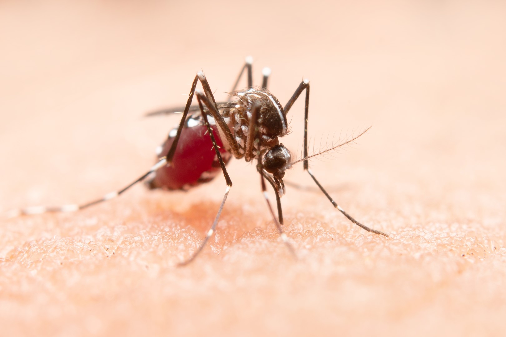 Dengue, zika e chikungunya: quais medicamentos evitar?
